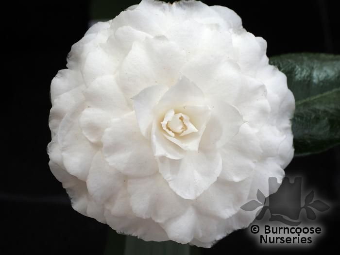 CAMELLIA 'Matterhorn'  