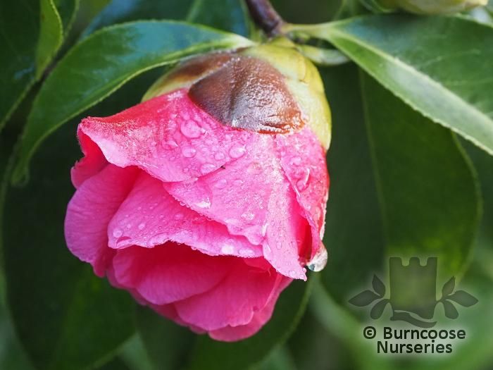 CAMELLIA 'Jean Morel'  