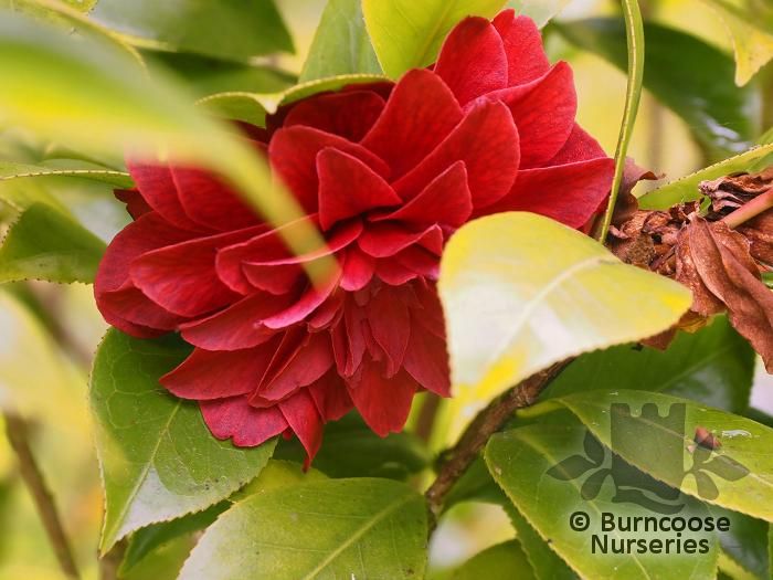 CAMELLIA 'Manuroa Road'  