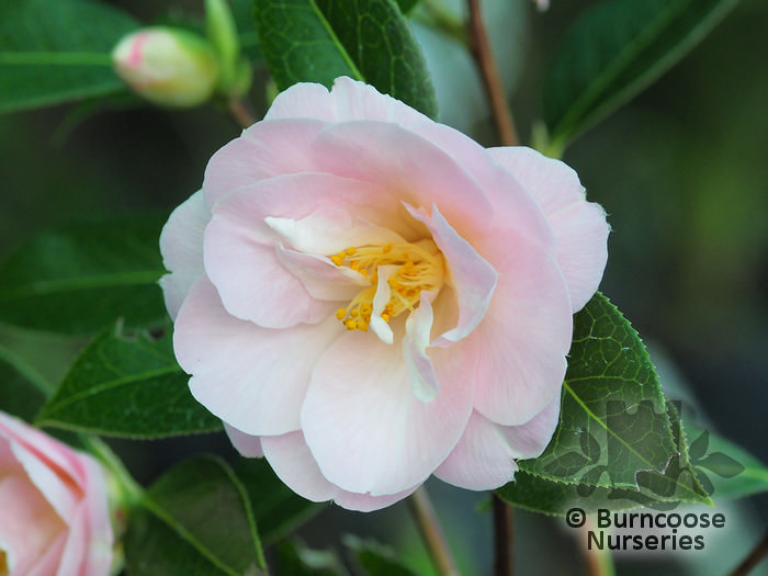 CAMELLIA 'Margaret Waterhouse'  
