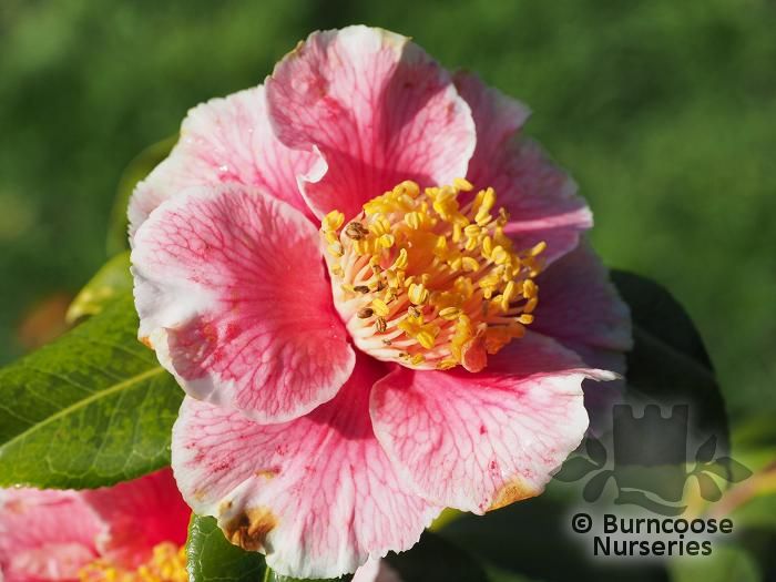 CAMELLIA 'Oo-La-La  