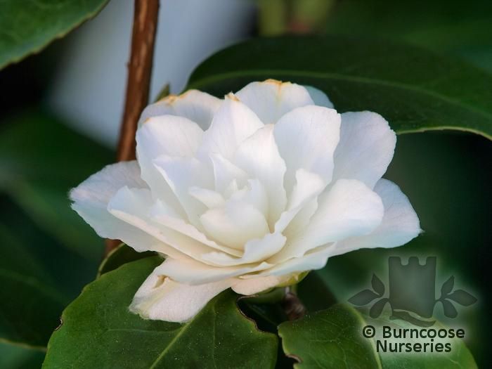 CAMELLIA 'Purity'  