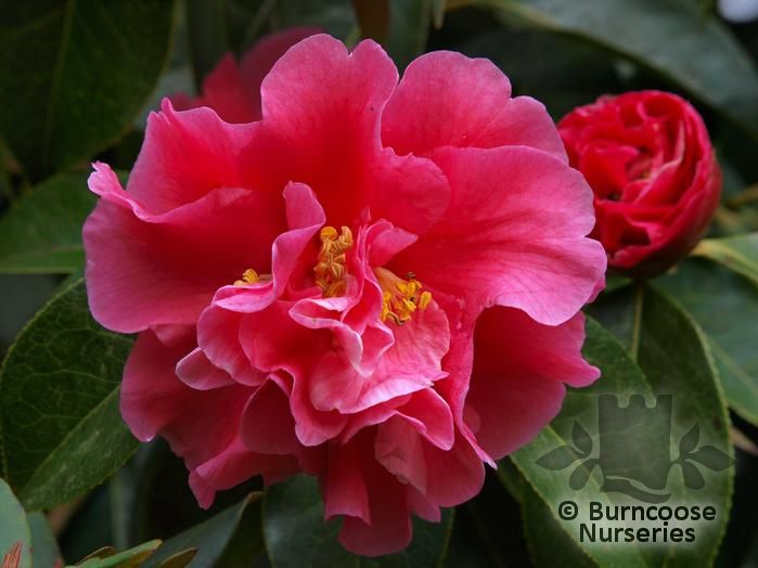 CAMELLIA 'Royalty'  
