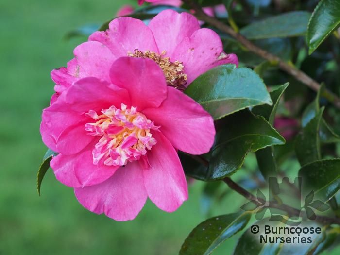CAMELLIA 'Belinda'  