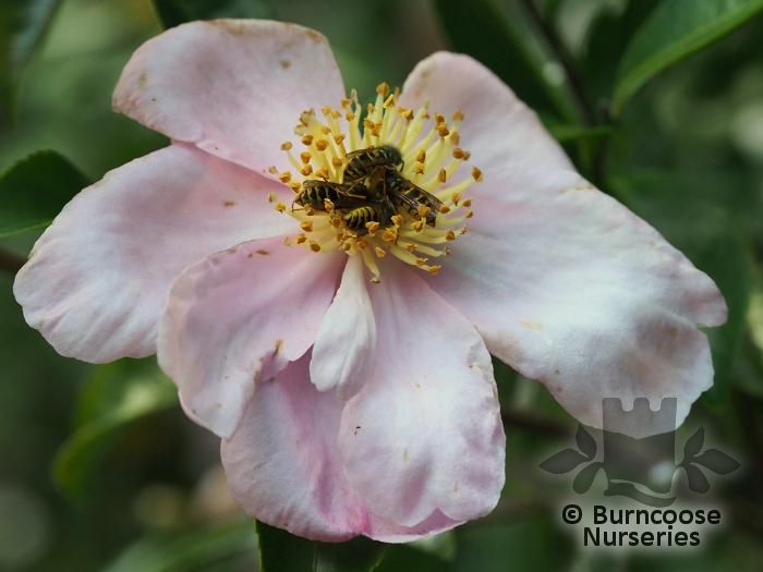 CAMELLIA 'Plantation Pink'  