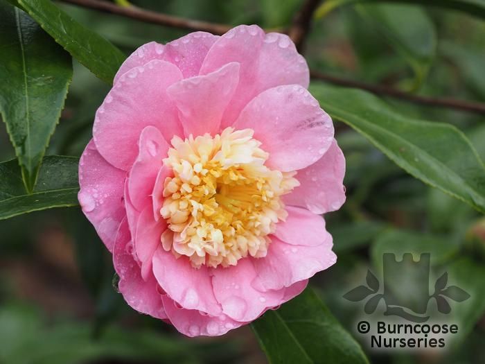 CAMELLIA 'Sugar Dream'  