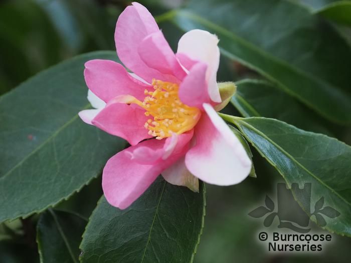 CAMELLIA 'Yume'  