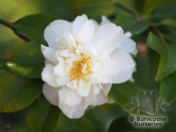 CAMELLIA 'Scentuous'  