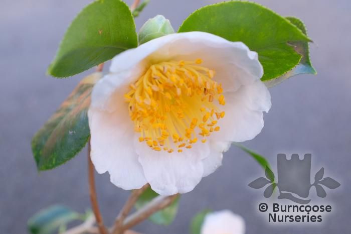 CAMELLIA 'Shin-akebono'  