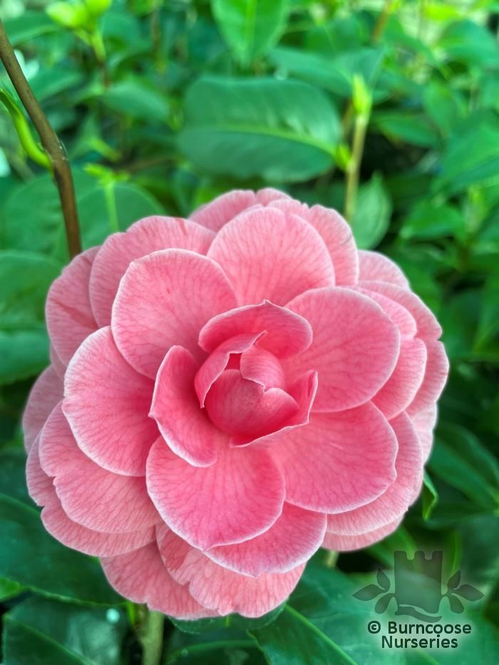 CAMELLIA 'Tada Meibi'  