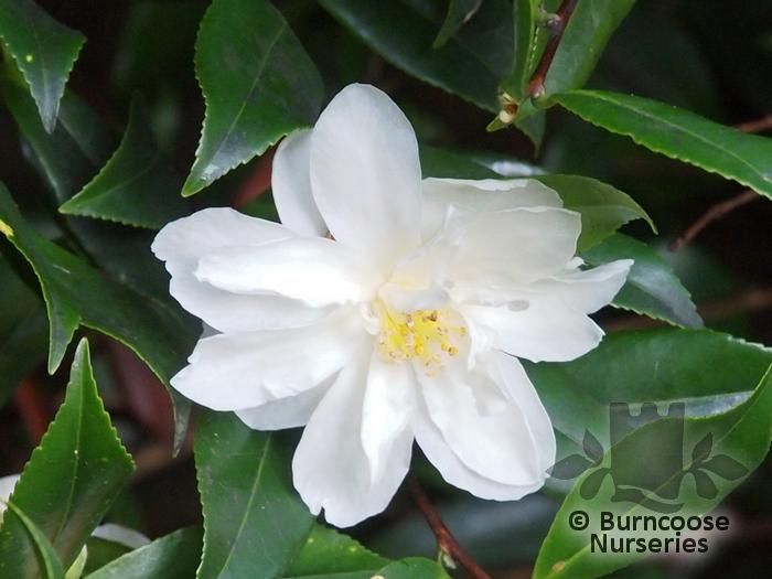 CAMELLIA x vernalis 'Dawn' 
