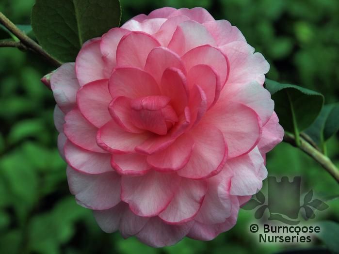 Camellia 'Water Lily' from Burncoose Nurseries