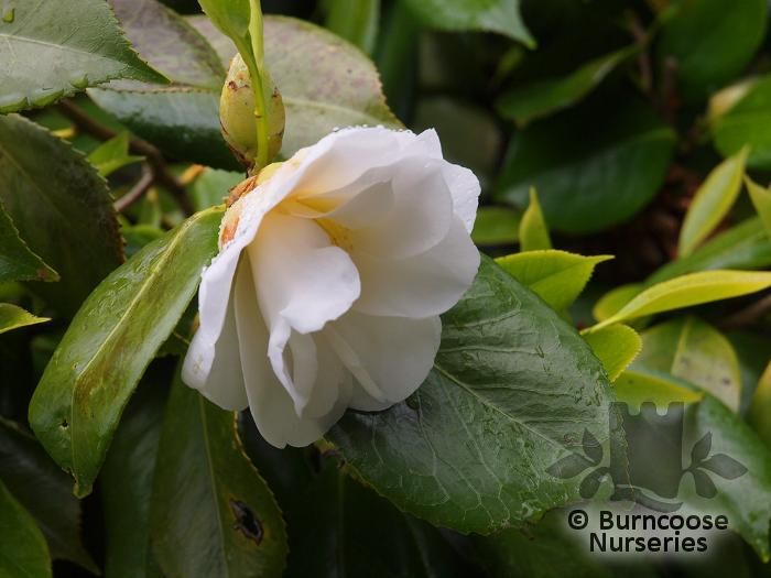 CAMELLIA 'White Giant'  