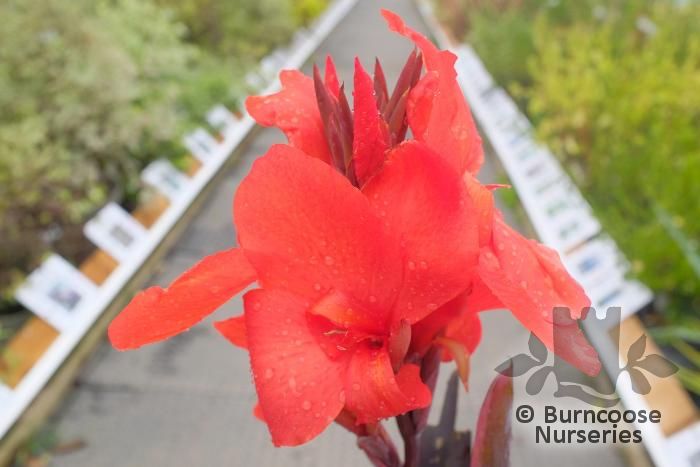 CANNA Cannova Bronze Orange 