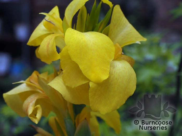 CANNA Cannova Yellow 