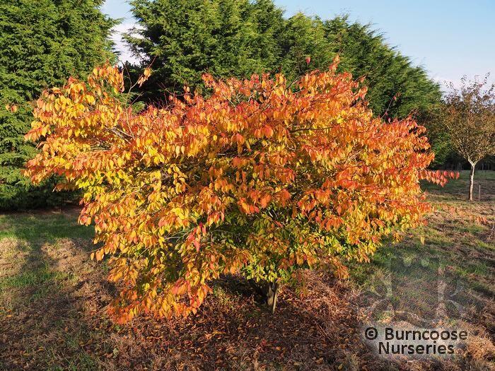 Czonius Tree Carpinus Tschonoskii from Burncoose Nurseries