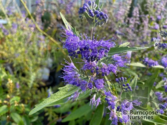 CARYOPTERIS x clandonensis 'Dark Knight' 