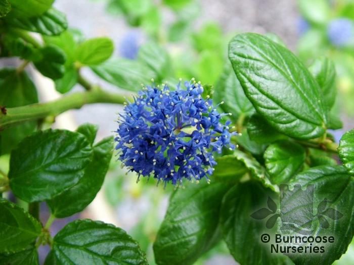 CEANOTHUS griseus 'Yankee Point' 