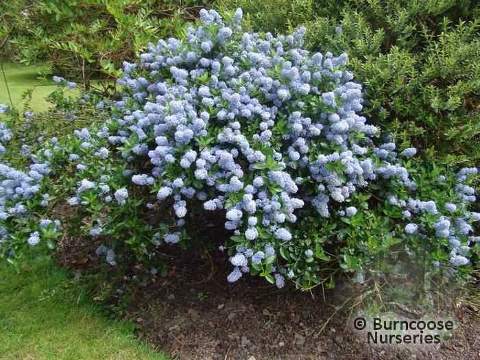 Ceanothus Thyrsiflorus Var Repens from Burncoose Nurseries