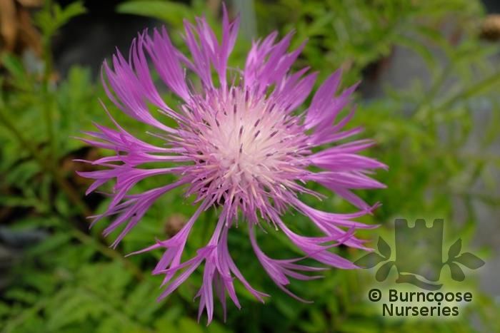 CENTAUREA dealbata  