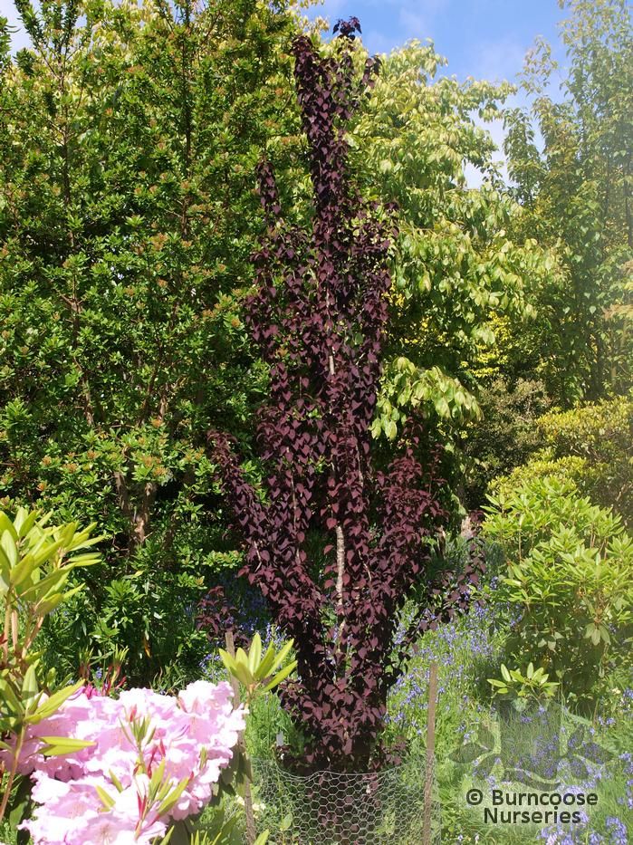 Cercidiphyllum Japonicum Red Fox from Burncoose Nurseries