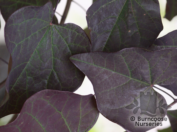 CERCIS canadensis 'Ruby Falls' 