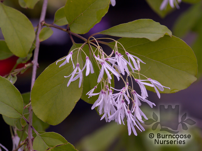 CHIONANTHUS retusus  