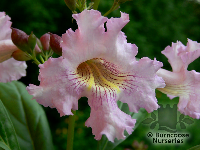 CHITALPA tashkentensis 'Pink Dawn' 