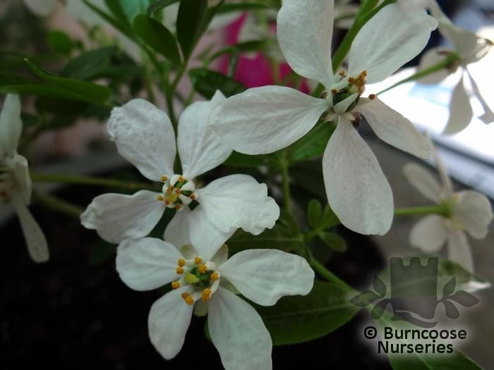 CHOISYA ternata 'Moonshine' 