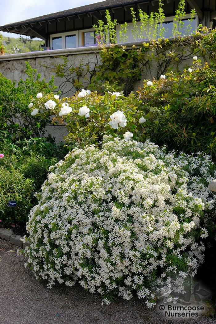 Choisya X Dewitteana White Dazzler From Burncoose Nurseries