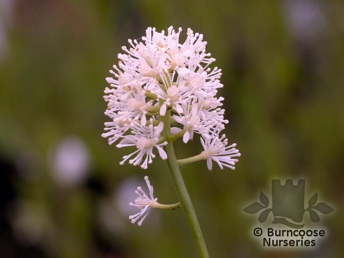 ACTAEA pachypoda 'Misty Blue' 