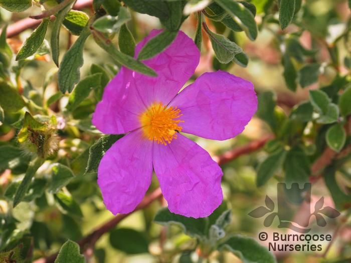 Cistus Crispus from Burncoose Nurseries