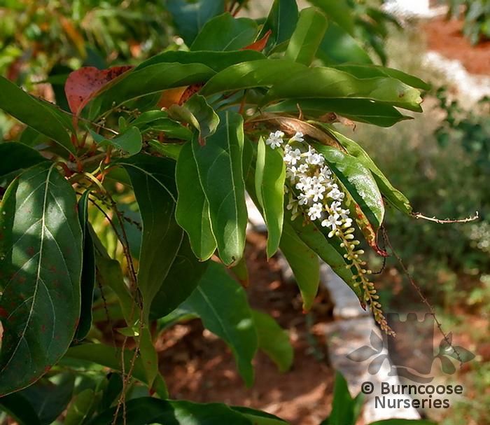 CITHAREXYLUM quadrangulare  
