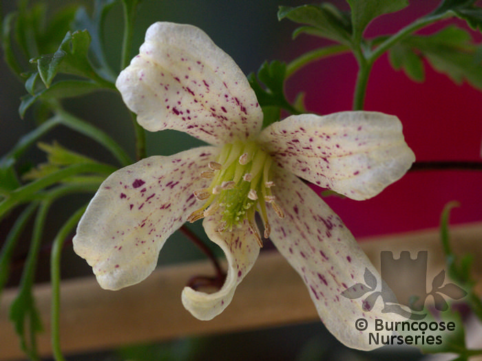CLEMATIS cirrhosa var balearica  