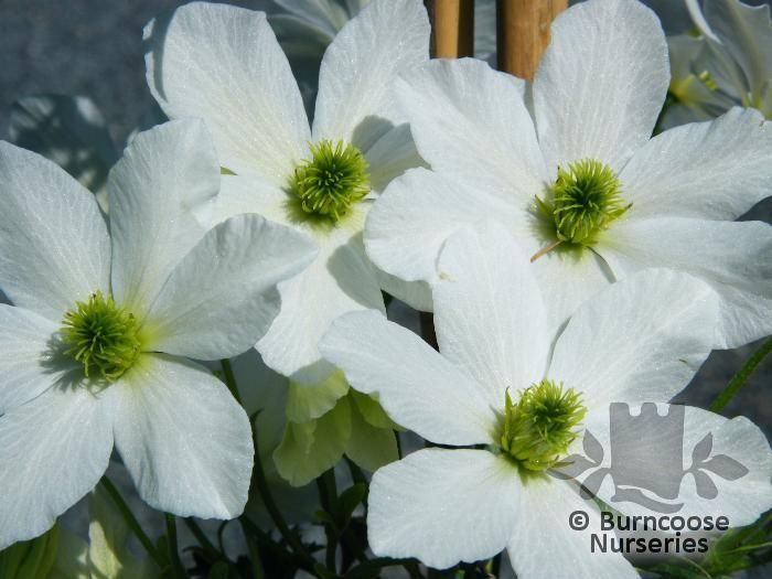 CLEMATIS 'Early Sensation'  