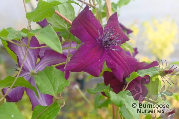 CLEMATIS viticella 'Black Prince' 