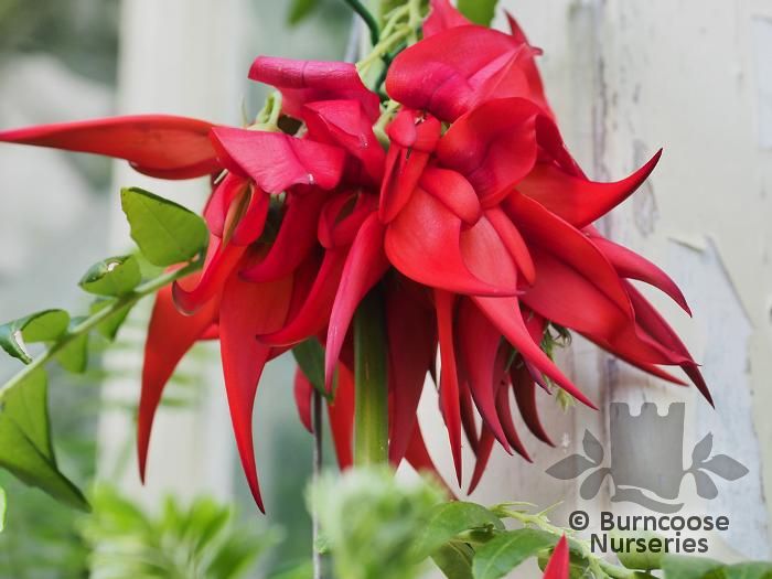 CLIANTHUS puniceus var. maximus 