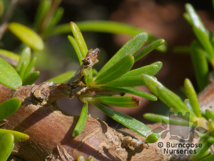 COPROSMA brunnea 'Hawera'  
