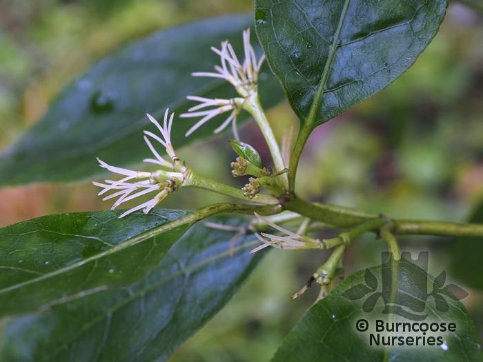 COPROSMA grandiflora  