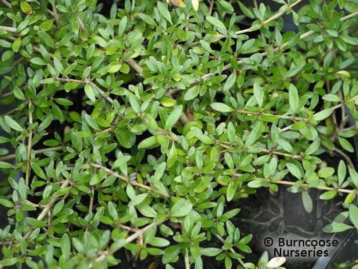 COPROSMA 'Taiko'  