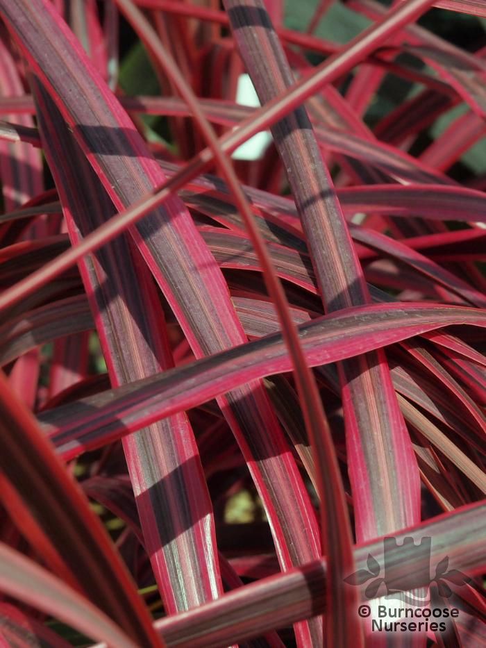 CORDYLINE australis 'Salsa' 