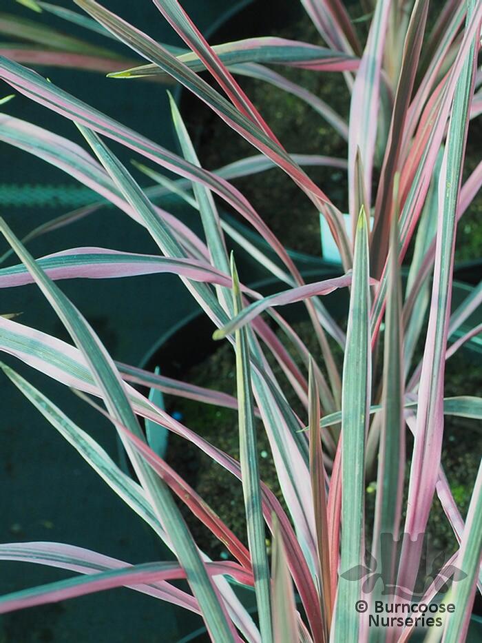 Cordyline Australis Southern Splendour From Burncoose Nurseries cordyline-australis-southern-splendour-from-burncoose-nurseries