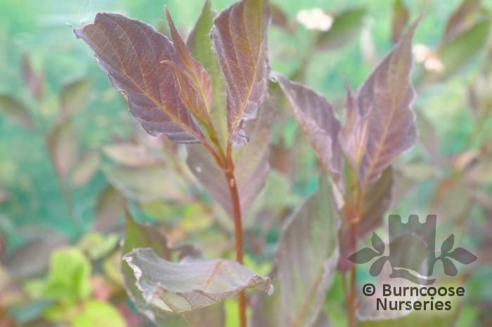 CORNUS alba 'Nightfall' 