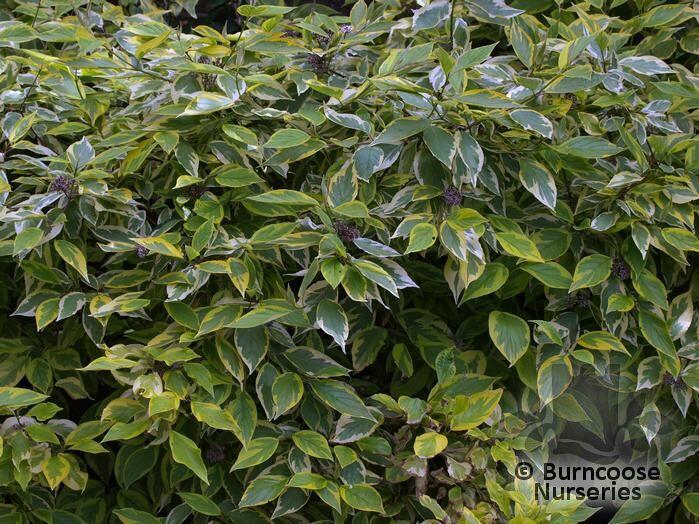 Cornus Alba 'Spaethii' from Burncoose Nurseries COLOURED ...