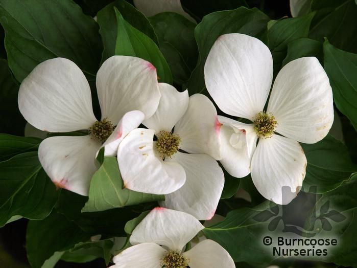Cornus 'Eddie'S White Wonder' from Burncoose Nurseries FLOWERING DOGWOODS