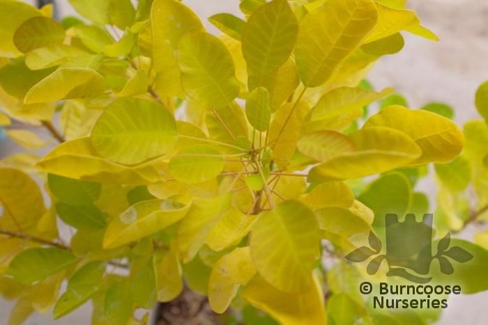 COTINUS coggygria 'Golden Lady' 