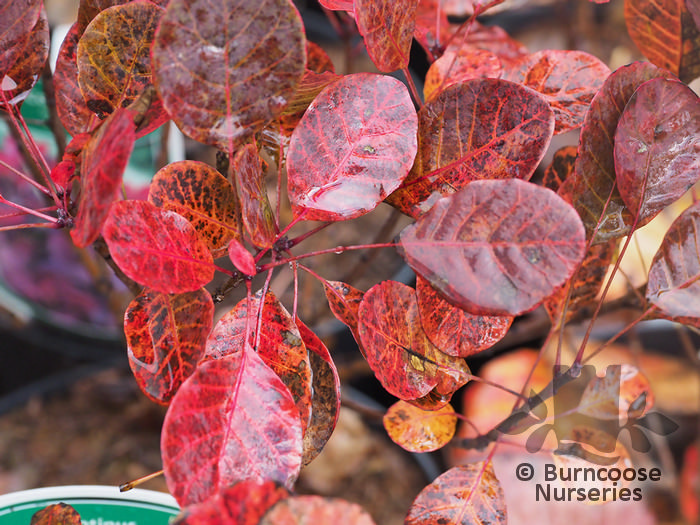 Cotinus Coggygria ‘Lilla’ from Burncoose Nurseries