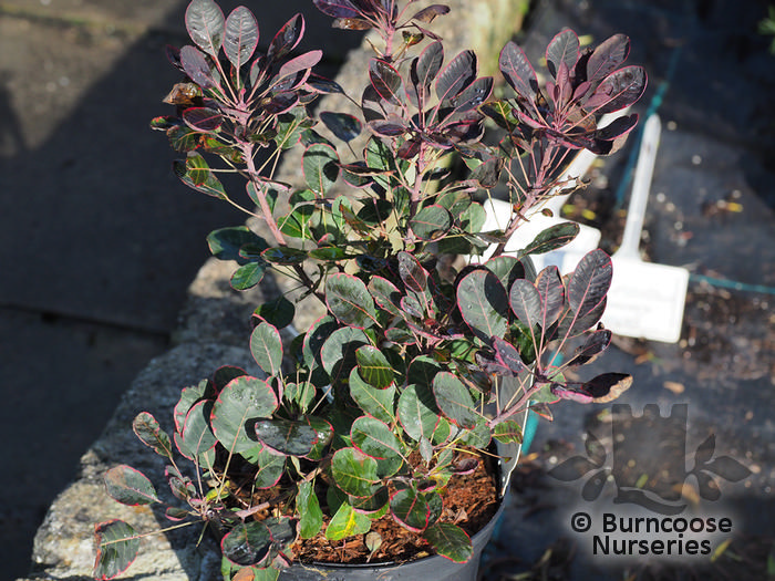 Cotinus Coggygria ‘Lilla’ from Burncoose Nurseries