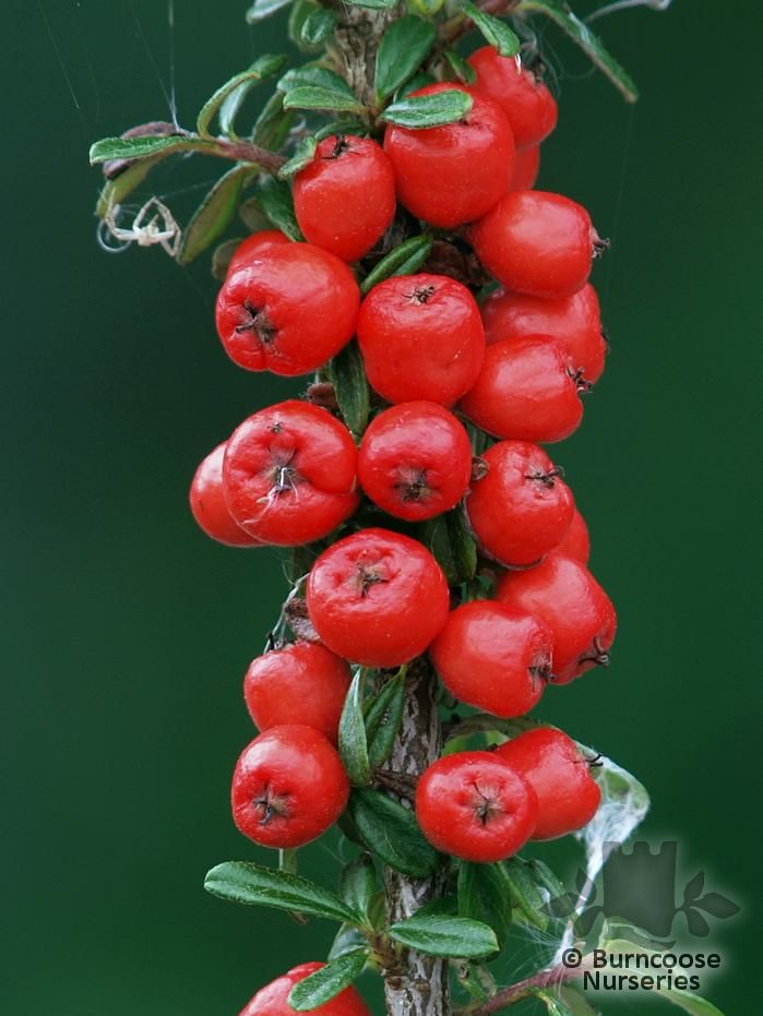 COTONEASTER conspicuus  