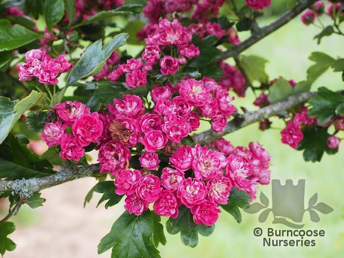 CRATAEGUS laevigata 'Rosea Plena' 